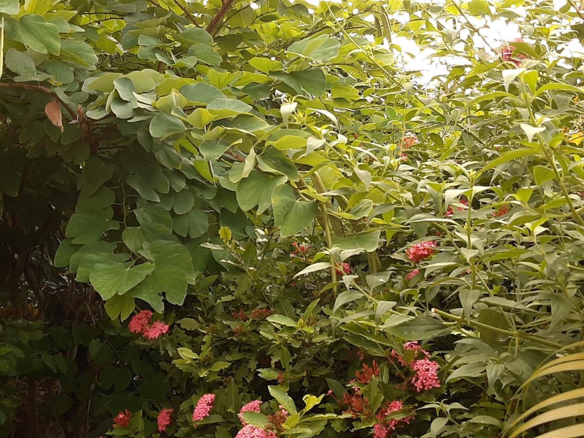 Apartmán Les Hibiscus L'Anse Noire Exteriér fotografie